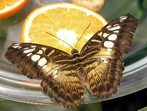 Schmetterling 